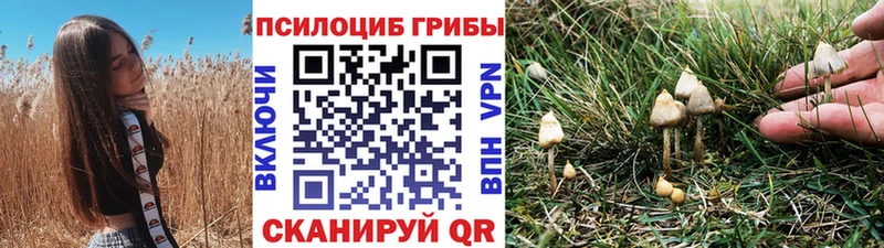 Псилоцибиновые грибы Psilocybe  как найти наркотики  кракен как войти  Дмитровск 